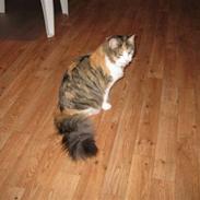 Norsk Skovkat Chilli