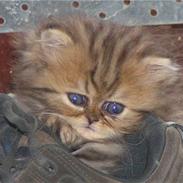 Perser Skipper skræk