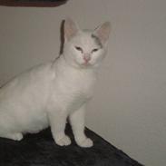 Huskat BølleMis R.I.P