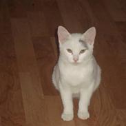 Huskat BølleMis R.I.P