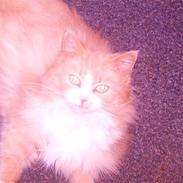 Norsk Skovkat Stisse