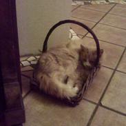 Norsk Skovkat Stisse