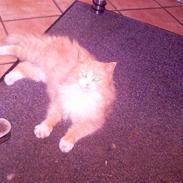 Norsk Skovkat Stisse