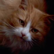 Norsk Skovkat Stisse