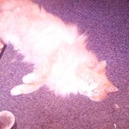 Norsk Skovkat Stisse