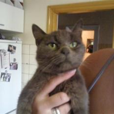 Blanding af racer Mie *R.I.P 20.01.2010* 