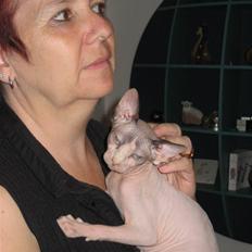 Sphynx lille t (toundra)