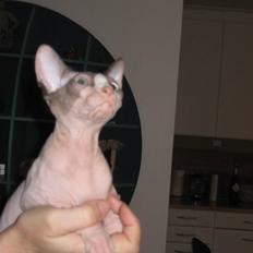 Sphynx lille t (toundra)