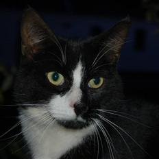 Blanding af racer Aristo Stald Friis