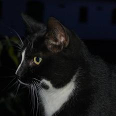 Blanding af racer Aristo Stald Friis