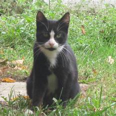 Blanding af racer Mille Stald Friis