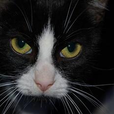 Blanding af racer Mille Stald Friis