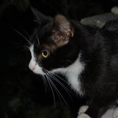 Blanding af racer Mille Stald Friis