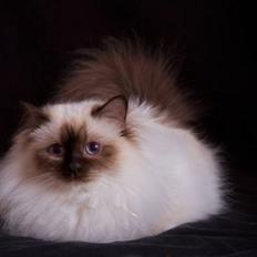 Hellig Birma DK Misling's Chloé