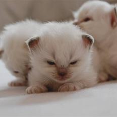 Hellig Birma DK Misling's Chloé