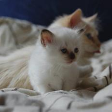 Hellig Birma DK Misling's Chloé