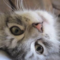 Maine Coon sølvfine
