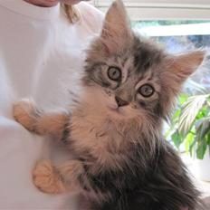 Maine Coon sølvfine