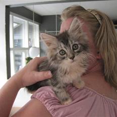 Maine Coon sølvfine