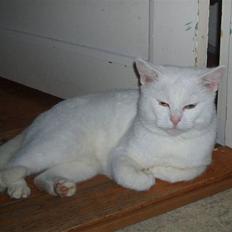 Huskat Victor "R.I.P"