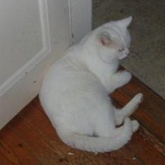 Huskat Victor "R.I.P"