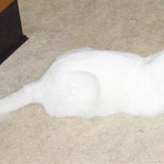 Huskat Victor "R.I.P"