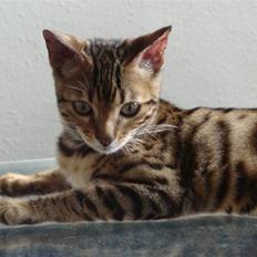 Bengal Sif