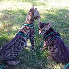 Bengal Sif