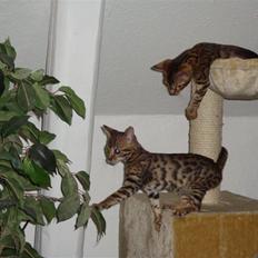 Bengal Sif