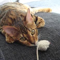 Bengal Freja