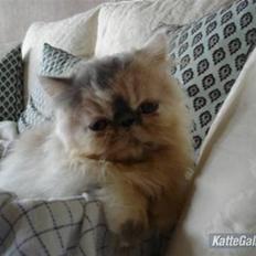 Perser Bella donna R.I.P :(