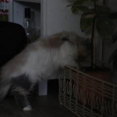 Perser Bella donna R.I.P :(