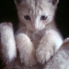 Huskat pussy(pusling) r.i.p.12/7