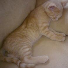 Huskat pussy(pusling) r.i.p.12/7