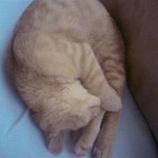 Huskat pussy(pusling) r.i.p.12/7