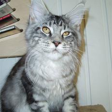 Maine Coon Jeremijah