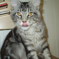 Maine Coon Jeremijah