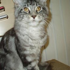 Maine Coon Jeremijah