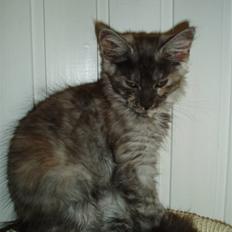 Maine Coon Billie Jean