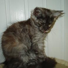 Maine Coon Billie Jean