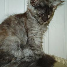 Maine Coon Billie Jean