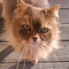 Blanding af racer Gizmo