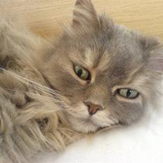 Blanding af racer Gizmo