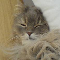 Blanding af racer Gizmo