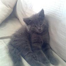 Blanding af racer Bøllemis