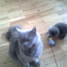 Blanding af racer Bøllemis