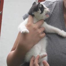 Blanding af racer Tykke af Stald Friis