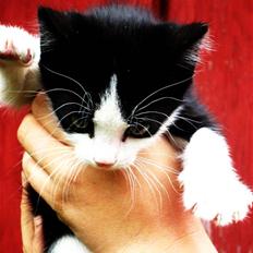 Blanding af racer Tobby af Stald Friis