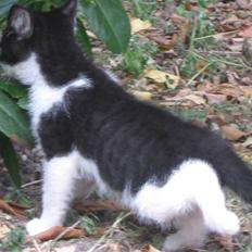 Blanding af racer Tobby af Stald Friis