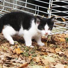 Blanding af racer Tobby af Stald Friis